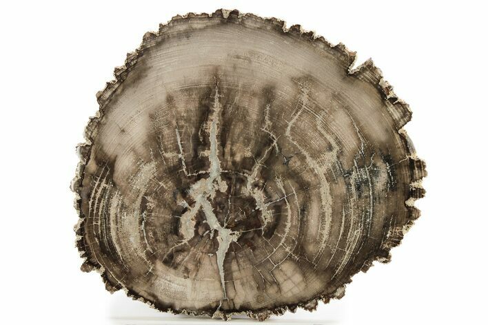 Polished Petrified Wood (Mahogany) Round - Myanmar #258249